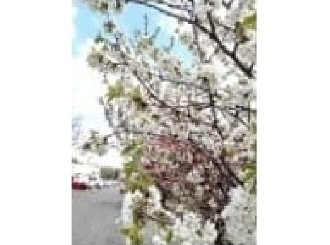 2023年4月12日 花見